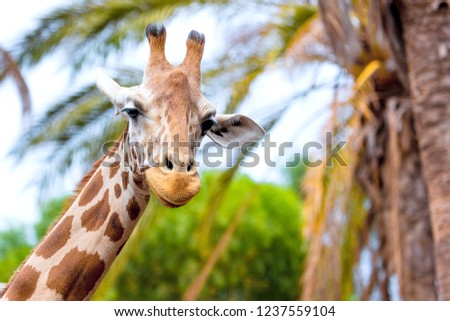 A giraffe looking and listening on tropical background with Palms