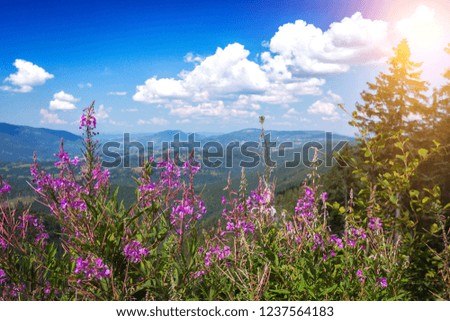 view of the traditional mountain landscape and blooming Sally in the Carpathians,  Ukraine. gorgany 
