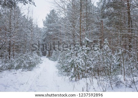 Winter in the Pine Forest. Nature in the vicinity of Pruzhany, Brest region,Belarus.