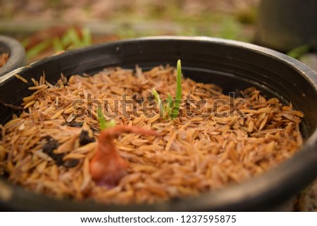 this pic show the Onion planting and grown on at the pot, agriculture concept