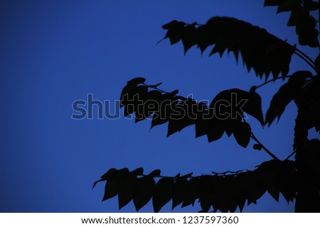 Silhouette leaves on blue sky background.