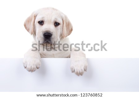 6 weeks old Labrador retriever puppy above banner or sign, isolated on white Royalty-Free Stock Photo #123760852