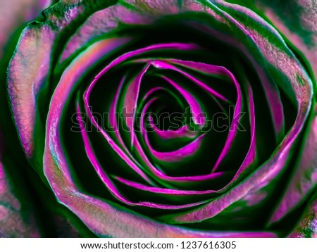Close Up of Neon Pink and Green Rose With Soft Focus Center