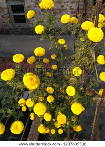Marigold flower, Nature  Beauty