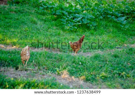 Hens feeding on a green field, in Asturias.