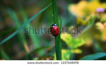 Insects are the best art of the nature ,this image shows the small Creation of mother nature .
This picture shows a small red insect .