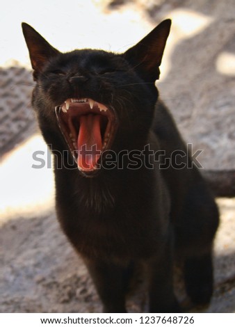 Yawning black cat