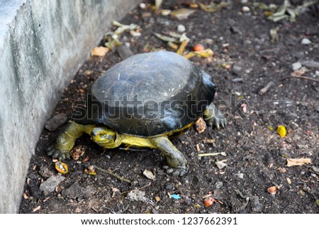 Turtle in Thailand