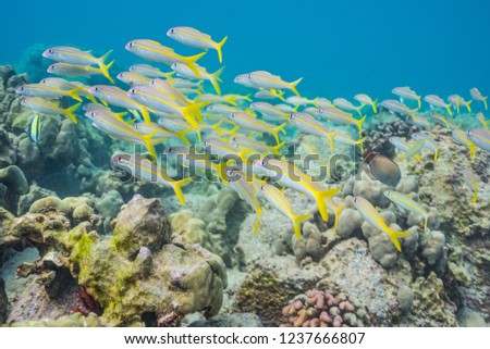 Yellow tropical fish over coral reef