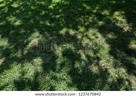Tree shadow on green grass field background.