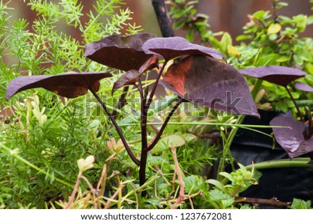 Black Heart Sweet Potato Vine Plant’s Heart Shape Purple Color Rainy Leaf 