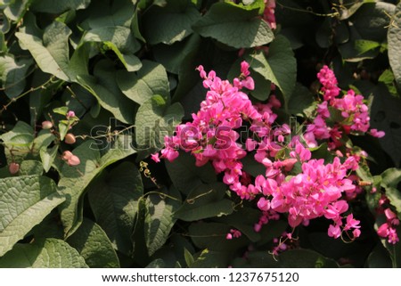 Colorful Indian Flowers 
