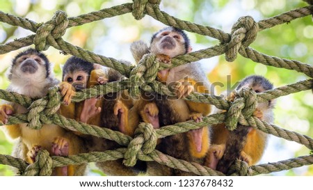 Group of little monkeys (Squirrel monkey) sitting on rope net 