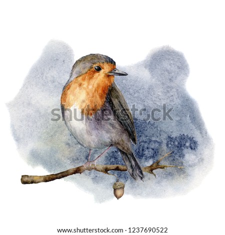 Watercolor robin sitting on tree branch. Hand painted winter illustration with bird  and acorn isolated on white background.  Holiday clip art for design, print or background. Christmas card