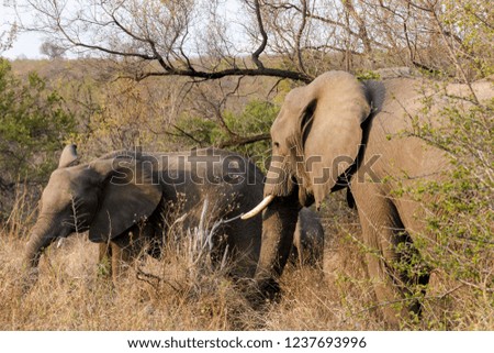Saw this Elephant and calf while on a safari in the famous Kruger National Park in South Africa.