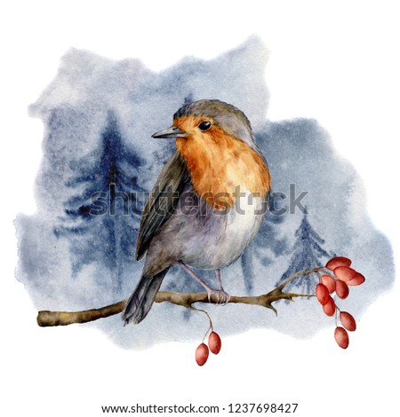 Watercolor robin sitting on tree branch in forest. Hand painted winter illustration with bird  and dog rose berries isolated on white background.  Holiday clip art for design, print. Christmas card
