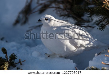 White-tailed Ptarmigan in White Winter Plumage