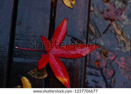 dark red leaf, autumn leaves