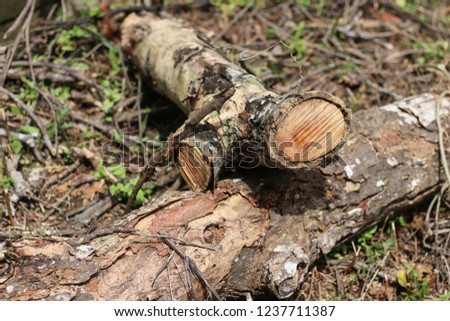 Tree trunk after being cut, background