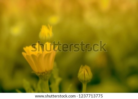 A creative abstract colorful soft focus picture of a beautiful fresh seasonal flower with buds in a soft dreamy blurred nature background made with color filters for web design, wallpaper