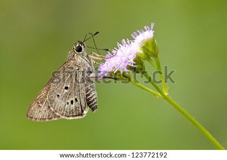 butterfly on blooming flower (lndian Plam Bob, Suastus gremius)