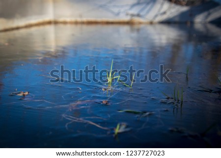 Green Grass Frozen Water