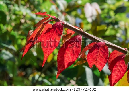 Golden fall. Spindle Tree (Euonymus sacrosanctus) in park, Moscow region, Russia
