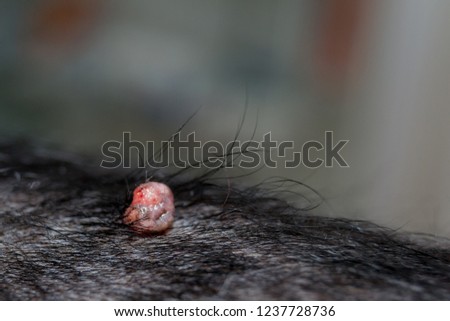 Cocker Spaniel Dog Breed with papilloma virus infection Royalty-Free Stock Photo #1237728736