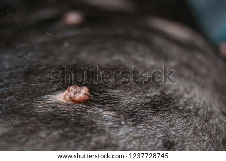 Cocker Spaniel Dog Breed with papilloma virus infection Royalty-Free Stock Photo #1237728745