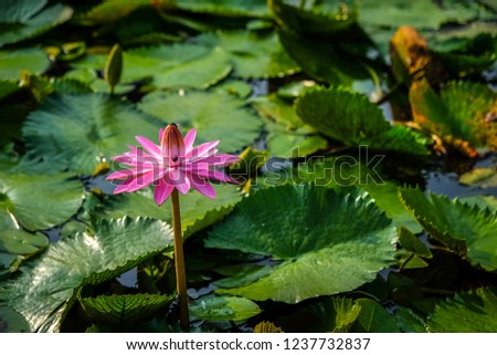 Beautiful lotus flower or water lily on the water after rain in garden with sunrise ray shine on the flower.