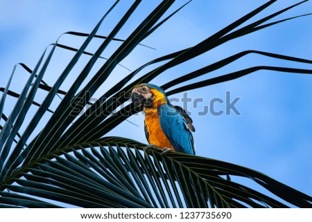 The blue-and-yellow macaw (Ara ararauna), also known as the blue-and-gold macaw, perched on a palm tree, against blue sky. 