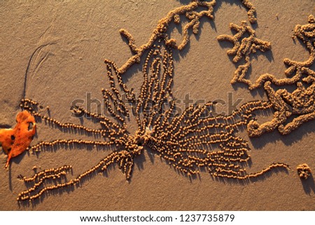 Artistic patterns made by nature at the beach of Fraser island, Australia
