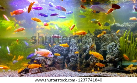 beautiful fish aquarium 