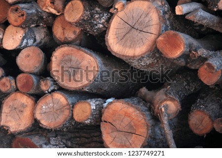 Cut tree trunk