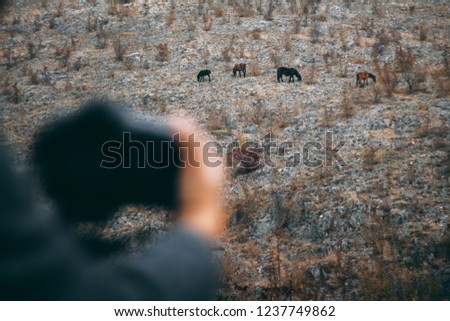 Wild horses on the hill, photographer taking picture in the wild