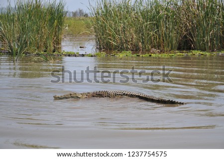 The Nile crocodile in Chamo lake