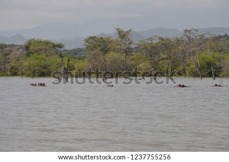 Hypos bathing in Lake Chamo