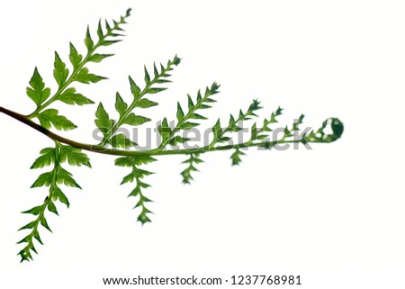 close up of fern in white background, ( soft image and pastel color) ideal use as background.shallow dept of field