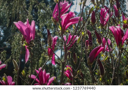 Large pink flowers Magnolia Susan (Magnolia liliiflora x Magnolia stellata)  on a clear sunny day. Nature concept for design