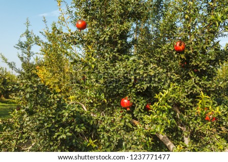 Ripe red pomegranate on a tree in the wild, Turkey