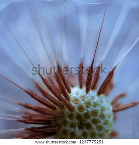 the dandelion flower