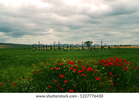 Green meadow with a landscape background