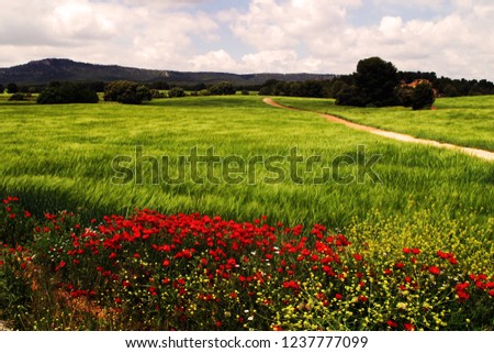 Green meadow with a tree and a landscape background