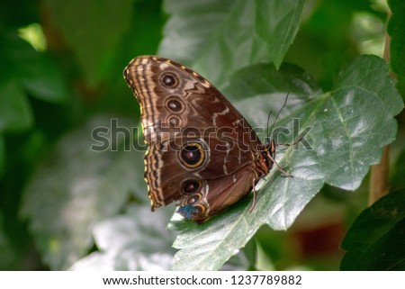 Butterfly with a broken wing standing in a green leaf
