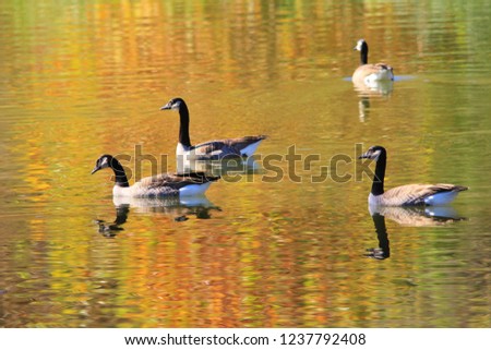 Canadian Geese gracefully float / swim across a golden colored lake as Fall season arrived in Saint Louis, Missouri, USA.  Symbolic of peace, harmony, elegance and colorful nature.  Reflecting gold. 