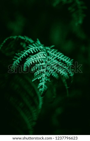 the fern plant