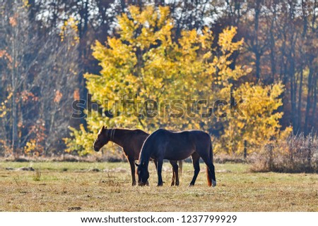 Horse and Nature