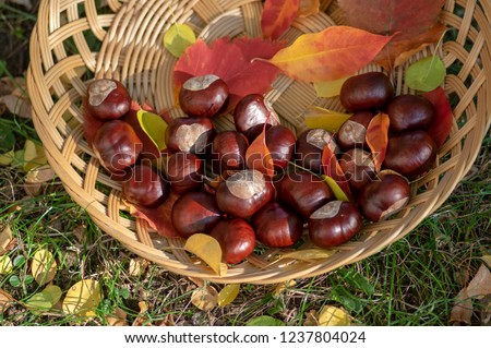 Group of fresh chestnuts on shallow wicker basket with dry colorful autumn leaves in green grass, nuts one by one spread on light brown dish