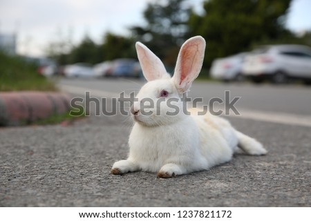 rabbits, black and white rabbit, animals world
