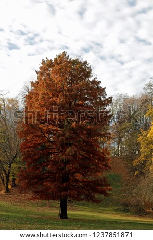 Redwood tree in the park from chemnitz